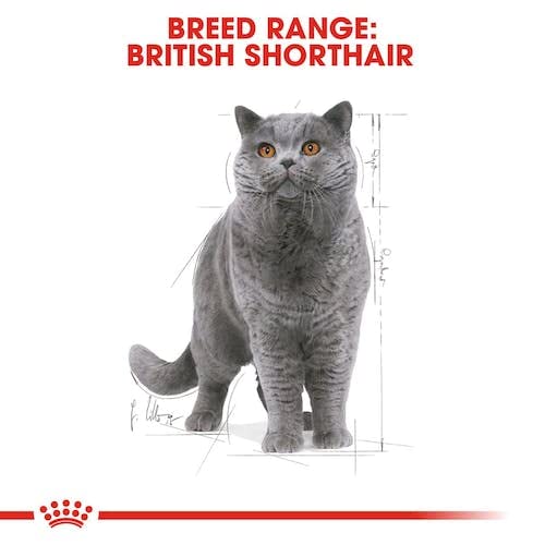 Royal Canin British Shorthair | Doppelpack | 2 x 12 x 85 g | Nassfutter für ausgewachsene Britisch Kurzhaar Katzen