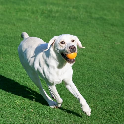 Basics Apportierbälle aus Gummi zum Spielen für Hunde, 2 Stück, 7.62 cm, Blau, Orange